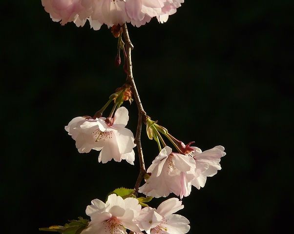 Close-up of a branch with delicate pink cherry blossoms against a dark background.