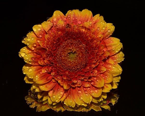 Close-up of a vibrant orange and yellow flower covered in water droplets against a dark background.