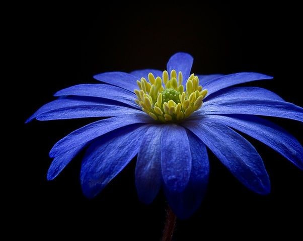 Close-up of a deep blue flower with yellow center petals, displayed against a dark background.