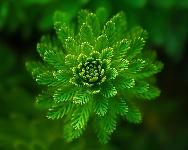 Close-up of a vibrant green fern leaf viewed from above, displaying intricate patterns and textures.