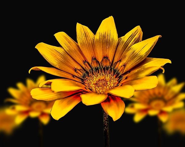 Close-up of a vibrant yellow flower with black background and blurred blossoms in the background.