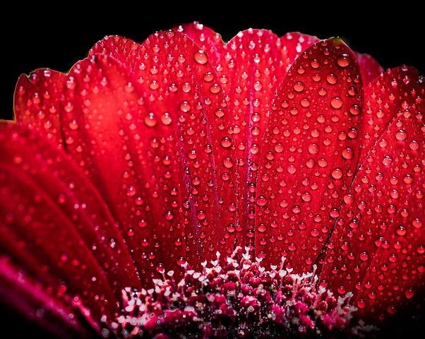 Close-up of a red flower with petals covered in water droplets against a black background.