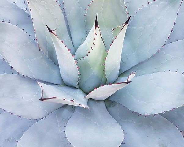 Close-up of a blue agave plant with sharp, spiky edges and textured leaves.